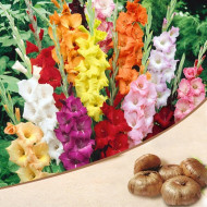 Gladiolus Flower Bulbs | Mix Colour Freshly Packed Bulbs