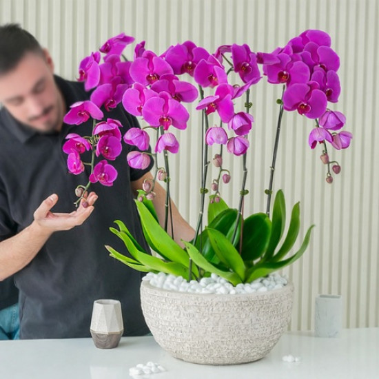Orchid Flower Bulbs For Home Garden | Pack of 1 Bulbs
