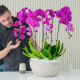 Orchid Flower Bulbs For Home Garden | Pack of 1 Bulbs