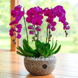 Orchid Flower Bulbs For Home Garden | Pack of 1 Bulbs