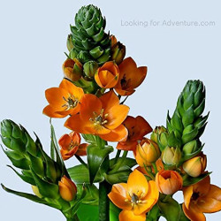 Ornithogalum Flower Bulbs | Pack of 1 Bulbs