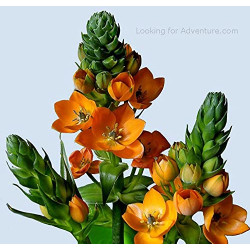 Ornithogalum Flower Bulbs | Pack of 1 Bulbs