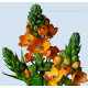 Ornithogalum Flower Bulbs | Pack of 1 Bulbs