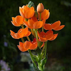 Ornithogalum Flower Bulbs | Pack of 1 Bulbs