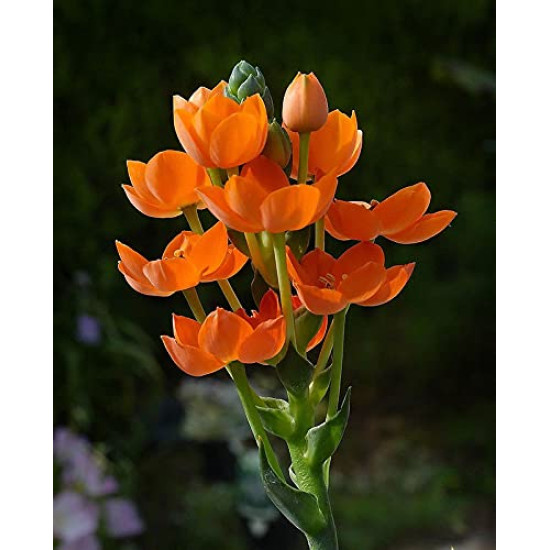 Ornithogalum Flower Bulbs | Pack of 1 Bulbs
