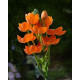 Ornithogalum Flower Bulbs | Pack of 1 Bulbs