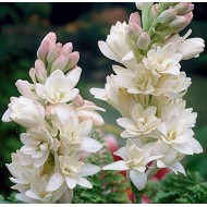 Premium Tuberose/Rajnigandha Flower Bulbs for Stunning Summer (Pack of 20 Bulbs)
