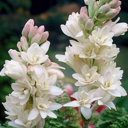 Premium Tuberose/Rajnigandha Flower Bulbs for Stunning Summer (Pack of 20 Bulbs)