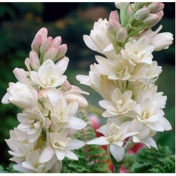 Premium Tuberose/Rajnigandha Flower Bulbs for Stunning Summer (Pack of 20 Bulbs) Premium Tuberose/Rajnigandha Flower Bulbs for Stunning Summer (Pack of 20 Bulbs)