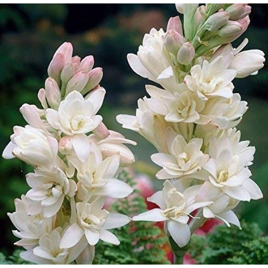 Premium Tuberose/Rajnigandha Flower Bulbs for Stunning Summer (Pack of 20 Bulbs)