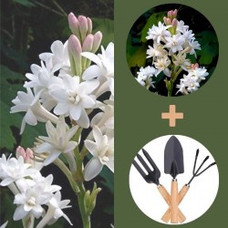 Fragrant Tuberose Bulbs 10 Pcs with mini Gardening Tool Set. Fragrant Tuberose Bulbs 10 Pcs with mini Gardening Tool Set.