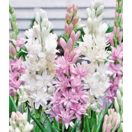 Rajnighandha/Tuberose Fragrant Bulbs mix color (Pack of 10)