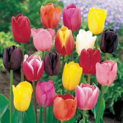 Tulip Flower Bulbs Mixed Colour