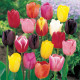 Tulip Flower Bulbs Mixed Colour