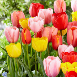 Tulip Flower Bulbs Mixed Colour