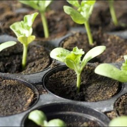 Cocopeat/Agropeat Coins (pack of 10 Pcs.) Use for Fast Germination of Your Flower Seeds and Vegetable Seeds.