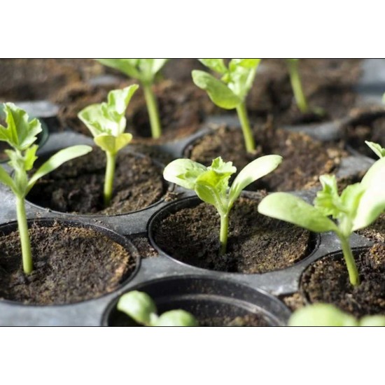 Cocopeat/Agropeat Coins (pack of 10 Pcs.) Use for Fast Germination of Your Flower Seeds and Vegetable Seeds. Cocopeat/Agropeat Coins (pack of 10 Pcs.) Use for Fast Germination of Your Flower Seeds and Vegetable Seeds.