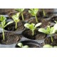 Cocopeat/Agropeat (2 gm pack of 10) Use for Fast Germination of Your Flower Seeds and Vegetable Seeds.