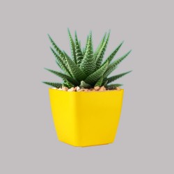 5-Inch Pearl Plastic Planters Yellow Color- Flower Pots Set (Pack of 4, Plastic) | Gamla Plant Container.