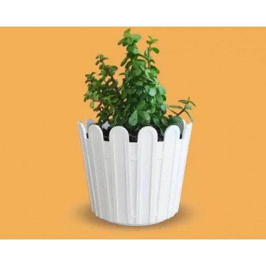 Garden White Plastic Pot 6 Inch Trendy Design (6 Pcs. Set) | Durable and Long-Lasting Gardening Pots for Indoor or Outdoor Use | Perfect for Your Home Garden Garden White Plastic Pot 6 Inch Trendy Design (6 Pcs. Set) | Durable and Long-Lasting Gardening Pots for Indoor or Outdoor Use | Perfect for Your Home Garden