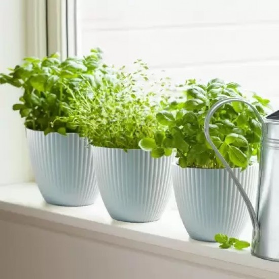 White Vector Pot 7 Inch (1 Pcs.) | Perfect Pot for Home Garden Indoor or Outdoor Use. White Vector Pot 7 Inch (1 Pcs.) | Perfect Pot for Home Garden Indoor or Outdoor Use.