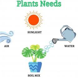 Balsam Mixed Color Flower Seeds