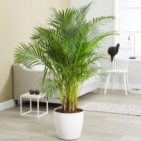 Areca Palm Seeds: Bring Tropical Paradise in Home (5 seeds pack).