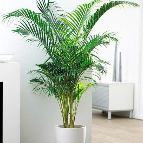 Areca Palm Seeds: Bring Tropical Paradise in Home (5 seeds pack). Areca Palm Seeds: Bring Tropical Paradise in Home (5 seeds pack).