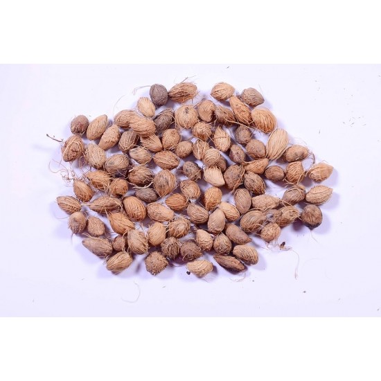 Areca Palm Seeds: Bring Tropical Paradise in Home (5 seeds pack). Areca Palm Seeds: Bring Tropical Paradise in Home (5 seeds pack).