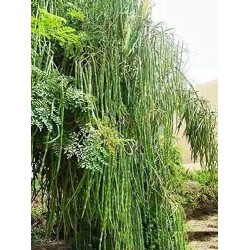 Moringa/Drumstick Seeds (Saijan ki Phalli,Saragavo) for plantation (50 Seeds) Moringa/Drumstick Seeds (Saijan ki Phalli,Saragavo) for plantation (50 Seeds)