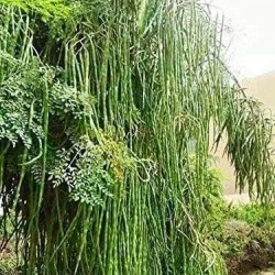 Moringa/Drumstick Seeds (Saijan ki Phalli,Saragavo) for plantation (50 Seeds)