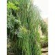 Moringa/Drumstick Seeds (Saijan ki Phalli,Saragavo) for plantation (50 Seeds)