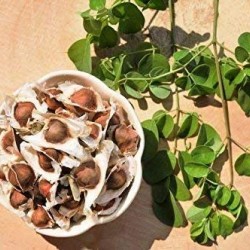 Moringa/Drumstick Seeds (Saijan ki Phalli,Saragavo) for plantation (50 Seeds)