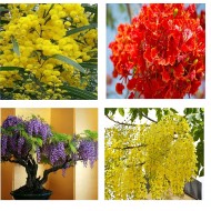 Best Flower Tree Seeds Combo of 4 variety for Indian Weather! (Acacia Nilotica, Gulmohar, Cassia, Wisteria).