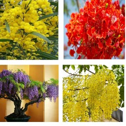 Best Flower Tree Seeds Combo of 4 variety for Indian Weather! (Acacia Nilotica, Gulmohar, Cassia, Wisteria).