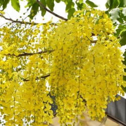 Best Flower Tree Seeds Combo of 4 variety for Indian Weather! (Acacia Nilotica, Gulmohar, Cassia, Wisteria).
