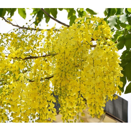 Best Flower Tree Seeds Combo of 4 variety for Indian Weather! (Acacia Nilotica, Gulmohar, Cassia, Wisteria). Best Flower Tree Seeds Combo of 4 variety for Indian Weather! (Acacia Nilotica, Gulmohar, Cassia, Wisteria).