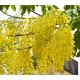 Indian Climate Suitable 4 Different Types of Flower Tree Seeds (Combo Pack) (Acacia Nilotica,Gulmohar ,Cassia,Wisteria)