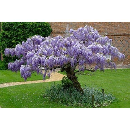 Best Flower Tree Seeds Combo of 4 variety for Indian Weather! (Acacia Nilotica, Gulmohar, Cassia, Wisteria). Best Flower Tree Seeds Combo of 4 variety for Indian Weather! (Acacia Nilotica, Gulmohar, Cassia, Wisteria).
