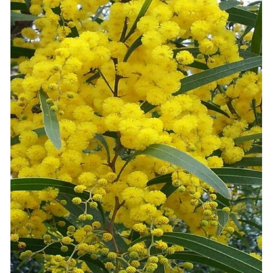 Best Flower Tree Seeds Combo of 4 variety for Indian Weather! (Acacia Nilotica, Gulmohar, Cassia, Wisteria). Best Flower Tree Seeds Combo of 4 variety for Indian Weather! (Acacia Nilotica, Gulmohar, Cassia, Wisteria).