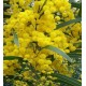 Indian Climate Suitable 4 Different Types of Flower Tree Seeds (Combo Pack) (Acacia Nilotica,Gulmohar ,Cassia,Wisteria)