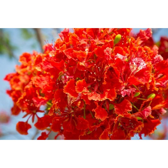 Best Flower Tree Seeds Combo of 4 variety for Indian Weather! (Acacia Nilotica, Gulmohar, Cassia, Wisteria). Best Flower Tree Seeds Combo of 4 variety for Indian Weather! (Acacia Nilotica, Gulmohar, Cassia, Wisteria).