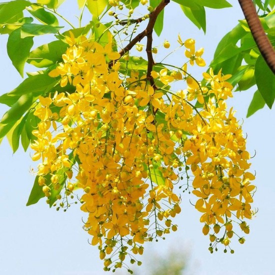 Golden Shower Tree Seed, Cassia Fistula, Indian laburnum, Pack of 25 Seeds. Golden Shower Tree Seed, Cassia Fistula, Indian laburnum, Pack of 25 Seeds.