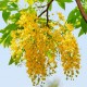 Golden Shower Tree Seed, Cassia Fistula, Indian laburnum, Pack of 25 Seeds.