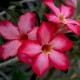 Adenium Pink Color Hybrid Flower Seeds (Set of 5 seeds)