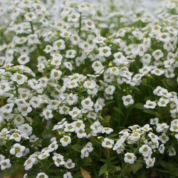 Alyssum Snow Carpet Flower Seeds Alyssum Snow Carpet Flower Seeds
