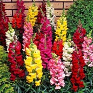 Antirrhinum Dwarf Mixed Color Flower Seeds