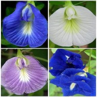 Aparajita Clitoria Ternatea (Mix Color, Hybrid) 10 Seeds | Butterfly Pea Flower Seeds
