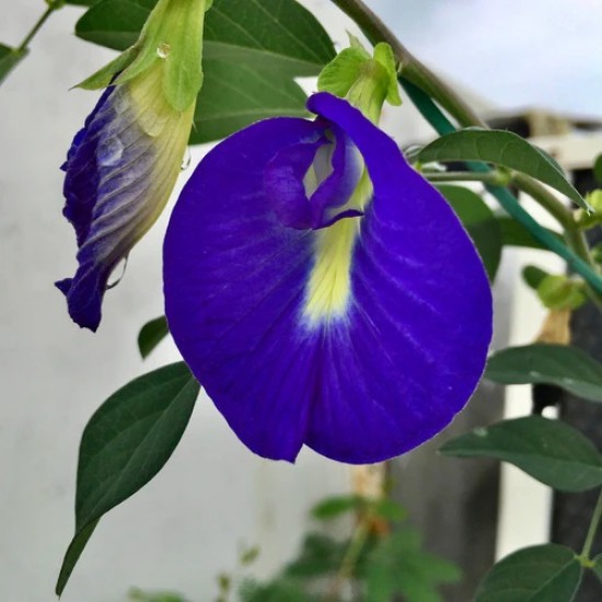 Aparajita Butterfly Pea Blue Clitoria Flower 10 Seeds Aparajita Butterfly Pea Blue Clitoria Flower 10 Seeds