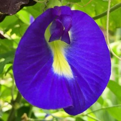 Aparajita Butterfly Pea Blue Clitoria Flower 10 Seeds Aparajita Butterfly Pea Blue Clitoria Flower 10 Seeds